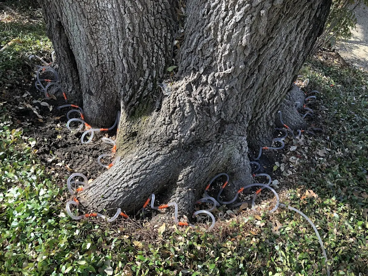 Detailed Tree Cabling and Bracing job site in Indiana