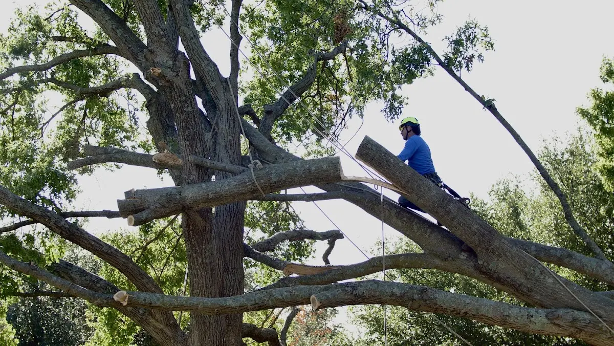 Professional Crown Thinning performed by certified arborists in Indiana